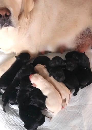 以白狗染什么颜色好看？（探索白狗的染色选择及效果）