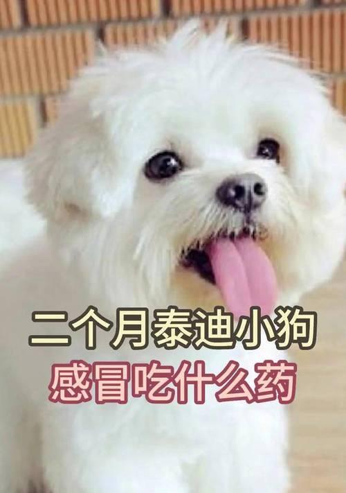 狗狗感冒的饮食注意事项（如何帮助狗狗摆脱感冒的困扰）