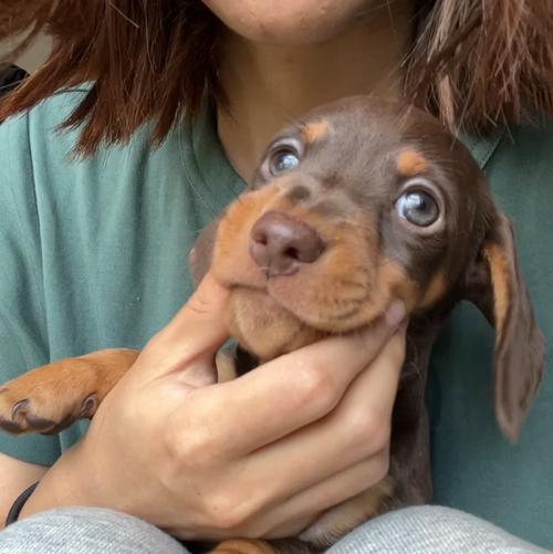 腊肠犬的理想狗粮选择（了解腊肠犬的食物需求，选择适宜的狗粮）