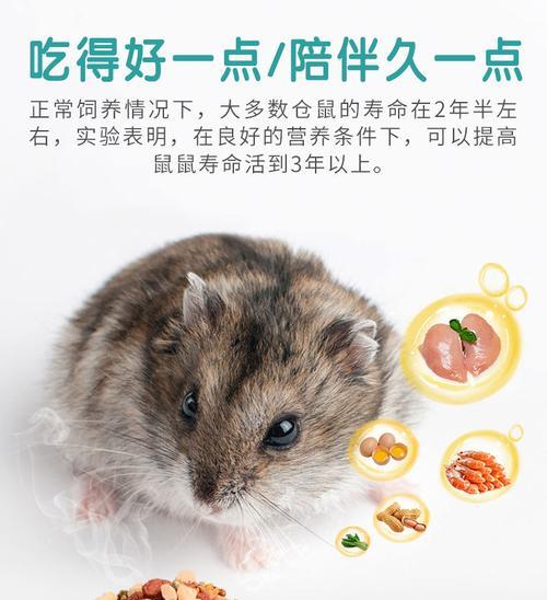 仓鼠何时适合使用磨牙棒？（探索仓鼠磨牙棒使用的最佳时机与方法）