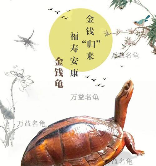 探寻金钱龟的神奇特点（解密金钱龟的财富秘密）