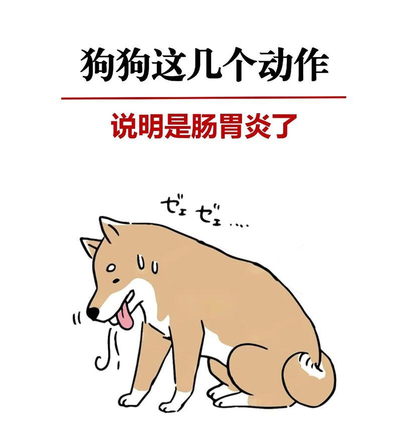 狗得了肠炎的症状及治疗方法（了解狗肠炎的常见症状和科学治疗方式）