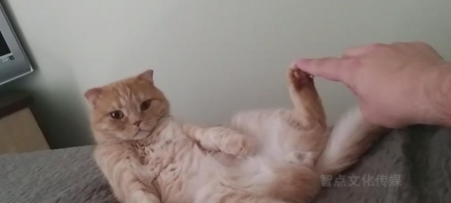 为什么猫会挠主人的头（探究猫咪挠头行为的原因及解读）