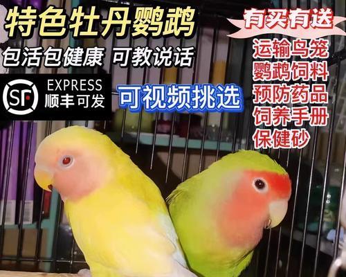 养繁殖鸟的最佳时机（选择合适的季节和生理状态养殖鸟类）