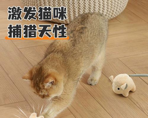 探秘猫球的神奇魅力（了解猫球的外观、材质和功能）