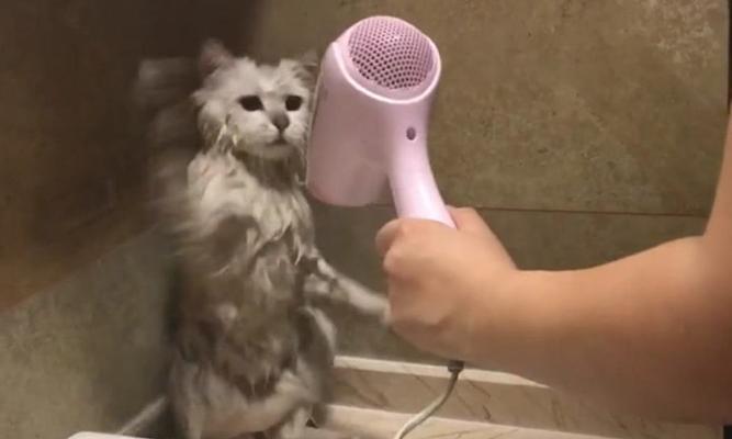 猫咪洗澡需要注意的关键事项（探索适合猫咪洗澡的产品和技巧）
