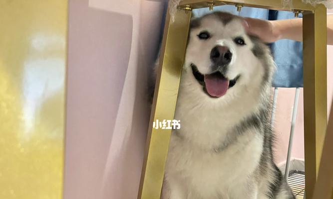 揭秘狗为什么喜欢钻床底（探究狗狗钻床底的原因及意义）