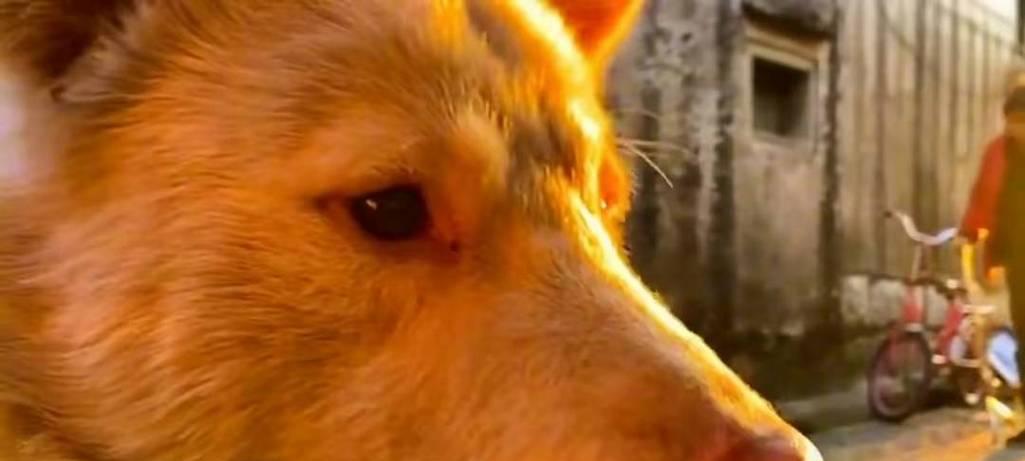 2个月狗的狂犬病症状及防治措施（了解2个月狗狂犬病的重要症状和预防方法）