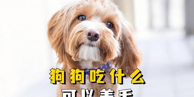 狗狗健康成长（探索狗狗健康成长所需药物及其关键作用）