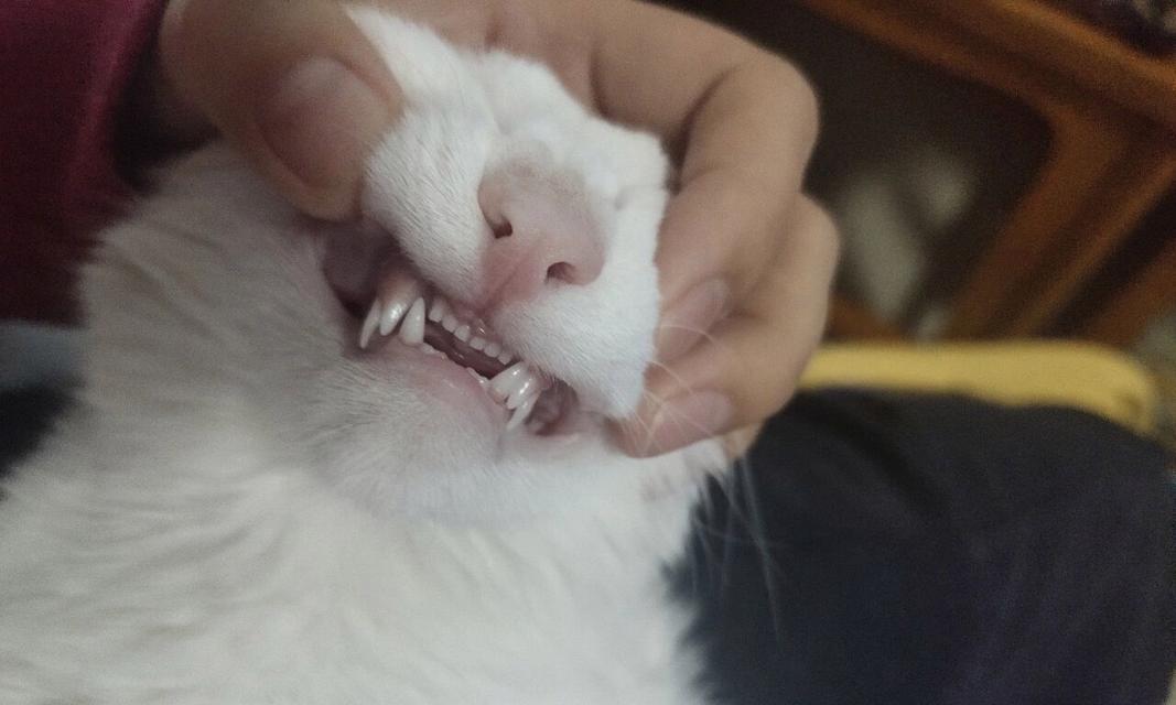 一岁猫牙的特征和保健知识（了解猫咪一岁时的牙齿特征和正确的保健方法）