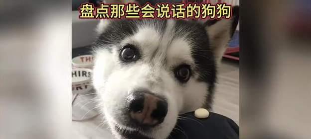 与狗狗沟通的奇妙之处（探究为什么与狗狗说话会使其对主题感兴趣）