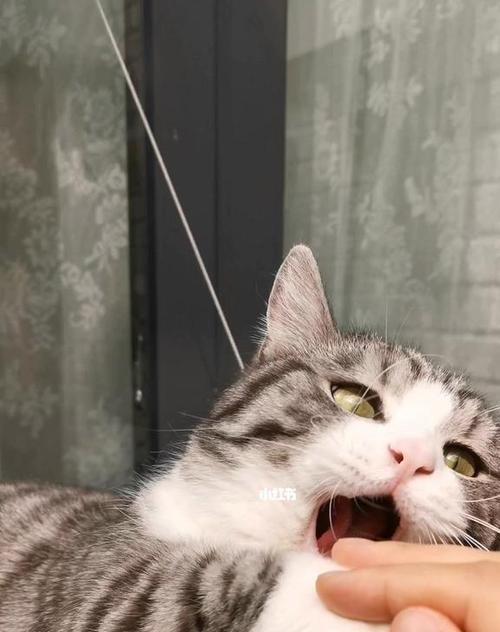 猫咬东西的原因及如何解决（探究猫咬东西的行为习惯以及如何训练）