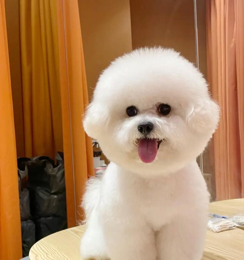 选择适合小孩养的狗，让孩子有个快乐的伙伴（宠物狗对小孩的影响及如何选择合适的狗种）