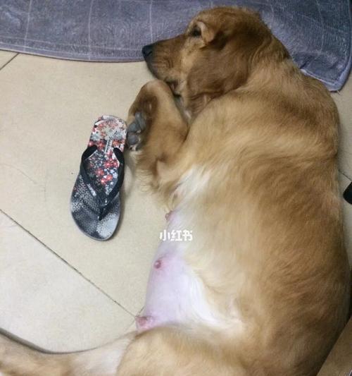 金毛犬的饮食禁忌及注意事项（保护你的宠物金毛，远离这些食物诱惑）