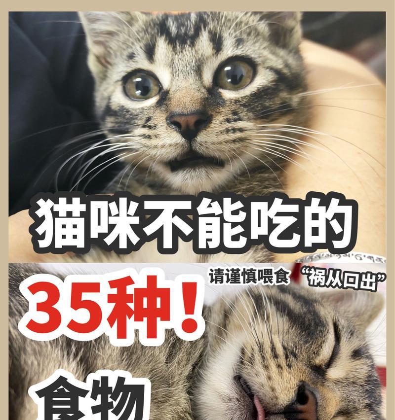 猫咪的食物禁忌——哪些食物不能给猫咪吃？（揭秘猫咪饮食中的禁忌，保护它们的健康）