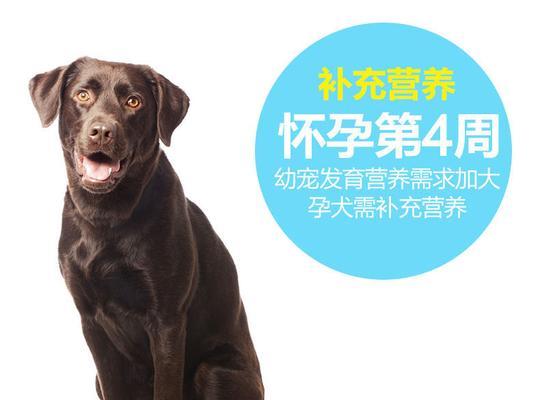 泰迪月子蔬菜饮食指南（让你的泰迪宝宝健康成长的蔬菜选择）