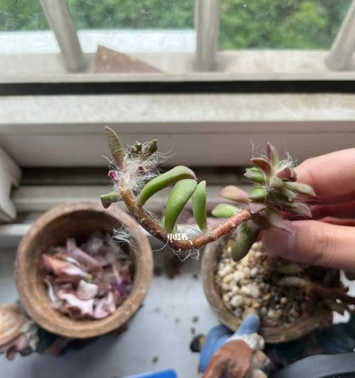 揭秘泰迪下巴长白毛的原因（泰迪下巴长白毛的遗传性质及毛色特点）