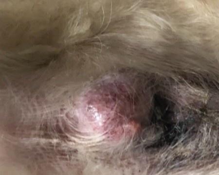 小狗肛门流液体可能的疾病及其处理方法（了解小狗肛门流液体的原因以及如何应对）