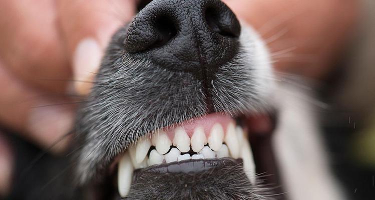 探究幼犬的牙齿生长过程（以拉布拉多犬为例，揭秘幼犬乳牙脱落与恒牙生长的奥秘）