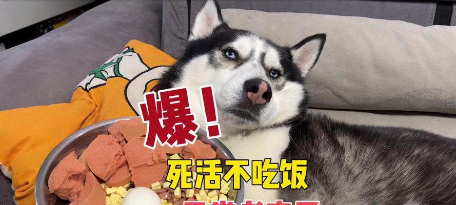 解决狗狗不吃饭的有效药物及方法（帮助狗狗恢复食欲的药物和技巧）