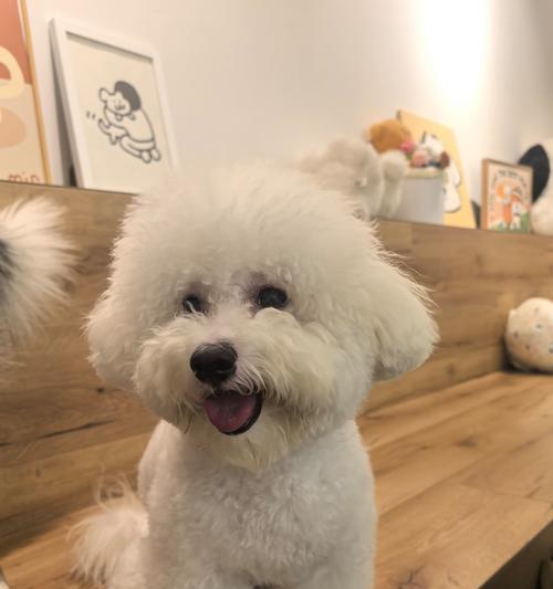 狗狗的孢子菌感染（揭秘为什么狗狗容易感染孢子菌以及如何保护它们的健康）