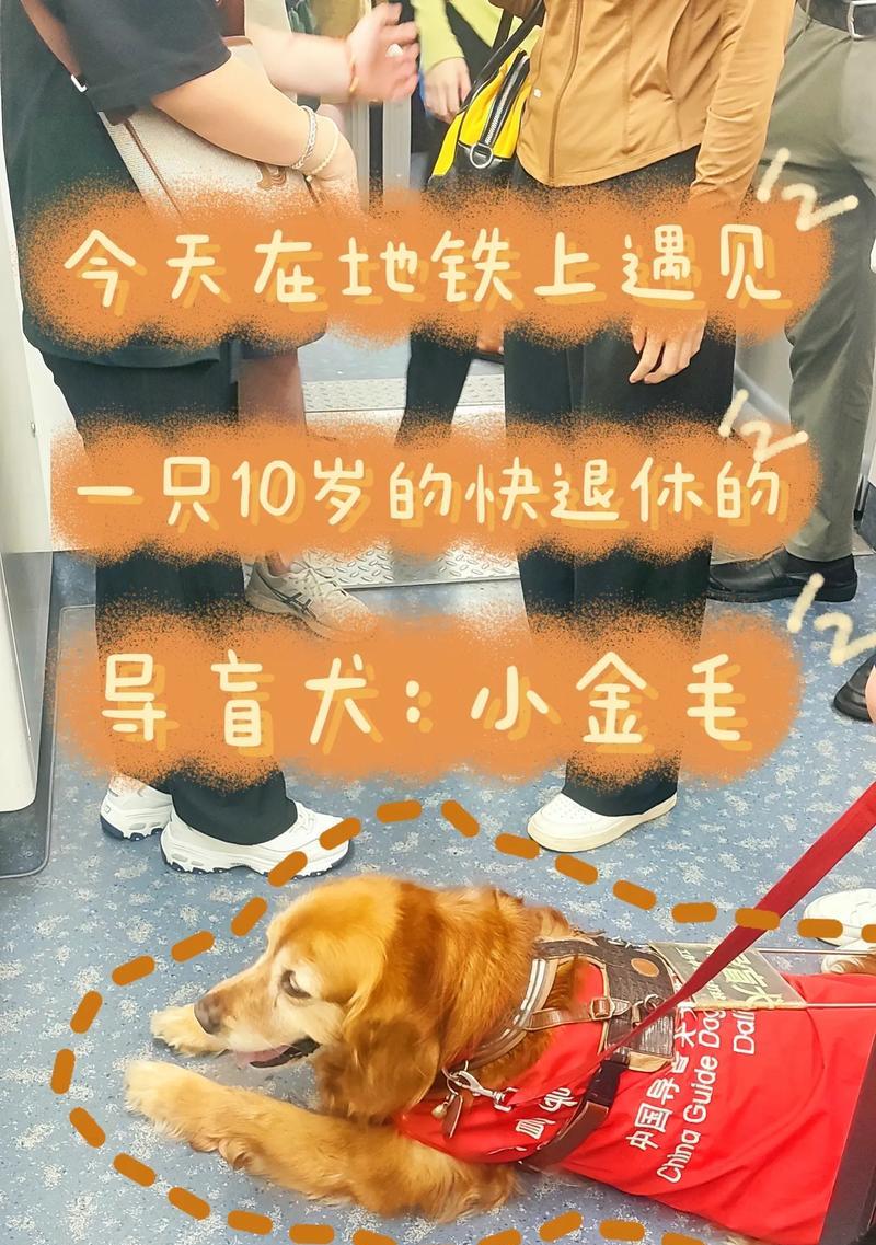小金毛犬不能吃的食物（了解小金毛犬的饮食禁忌，守护它的健康）