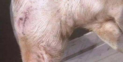 揭秘狂犬病（了解狂犬病的早期迹象，保护自己和家人安全）