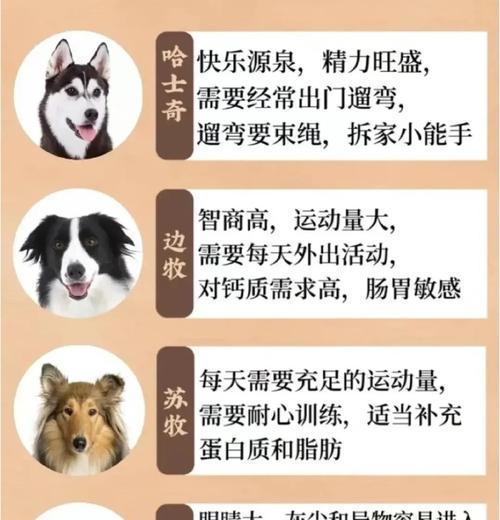 探索狗的多样性（了解不同品种狗的特点与魅力，发现你的理想伴侣）