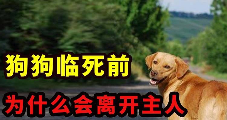 狗狗为何易患气管炎？（探究狗狗易患气管炎的原因及预防方法）