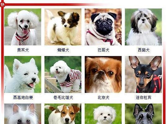 探索韩国独特的狗品种世界（揭开韩国犬类文化的神秘面纱）