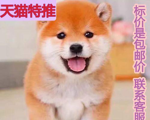 探索宠物狗短毛的多样品种世界（了解各类短毛犬品种特点与养护要点）