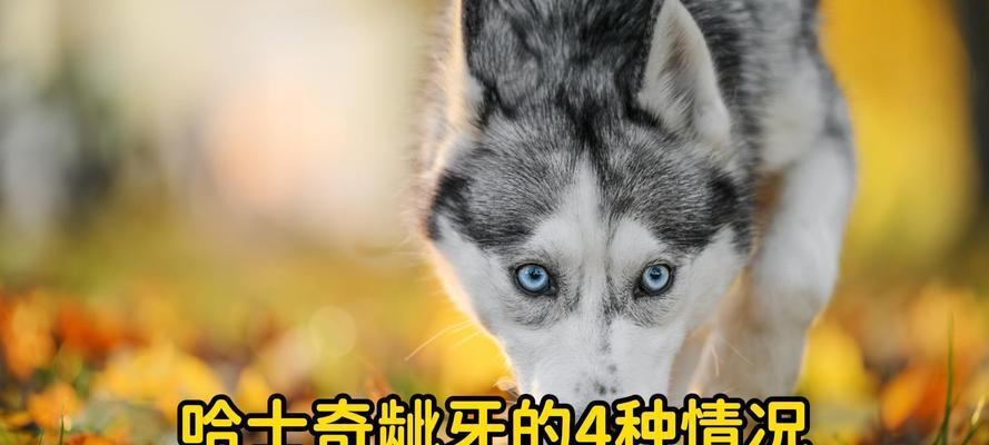 探秘哈士奇的寿命之谜（哈士奇的长寿秘诀与生活习惯）