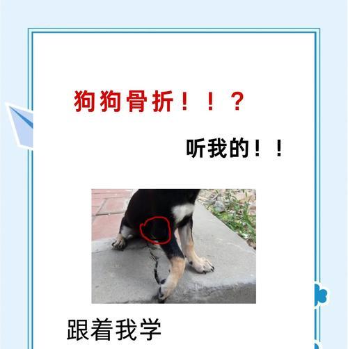 让狗狗的爪子干干净净的秘诀（掌握正确的护理方法，让狗狗的爪子始终清洁健康）