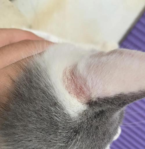 猫咪猫癣治疗分享（重视铲屎官的责任，猫癣不容忽视）