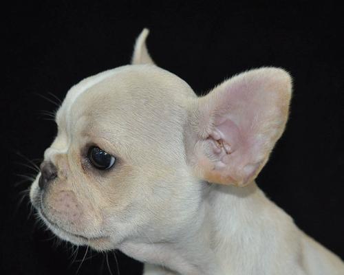 饲养法国斗牛犬幼犬的关键要点（打造快乐健康的法国斗牛犬幼犬生活）