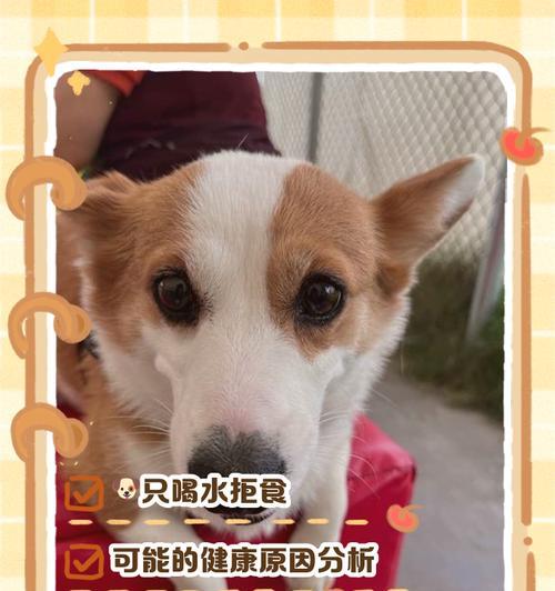 小狗的饮食习惯（了解小狗的进食频率与规律，让它健康快乐成长）