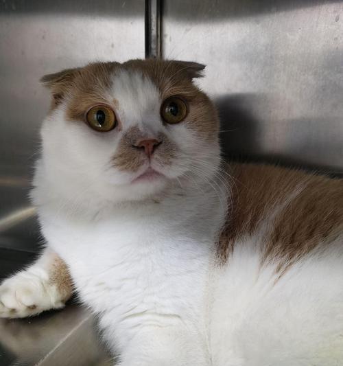 寻找适合家庭养的可爱猫咪（探索最合适的猫咪品种，快乐与宠爱相伴）