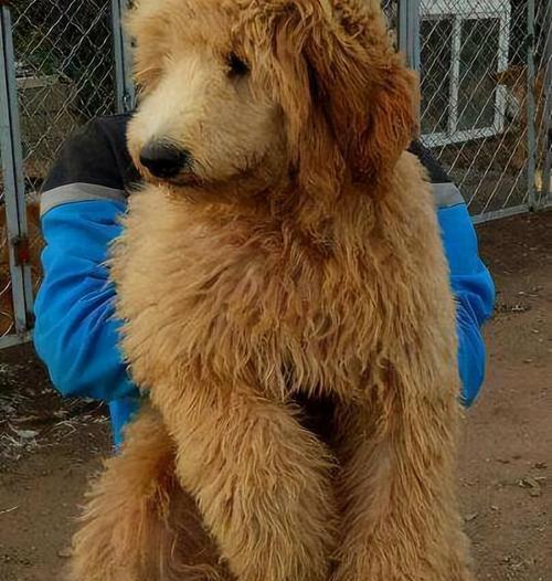养什么狗狗最烧钱？（揭秘养这些狗狗的高开销及应对之策）