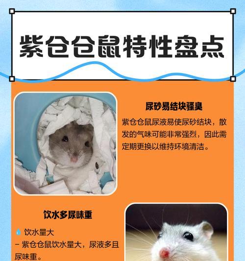 母仓鼠发情周期及繁殖行为的研究（以母仓鼠多久发一次情为主题的研究与探讨）