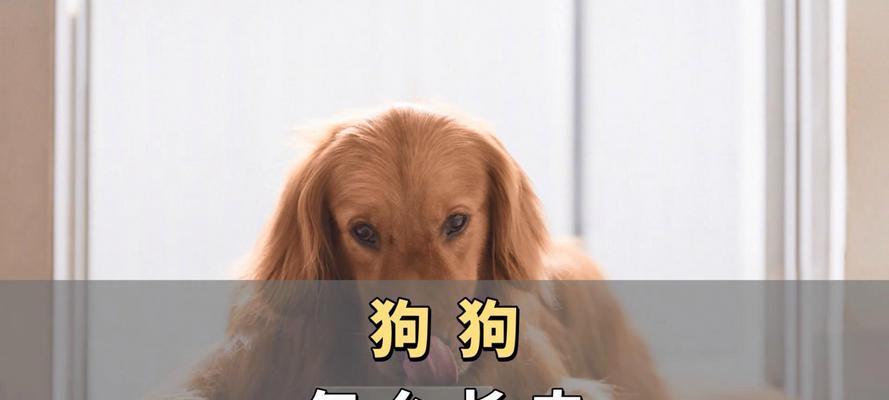 为什么狗狗不长个？（探究造成狗狗不长个的原因和解决方法）