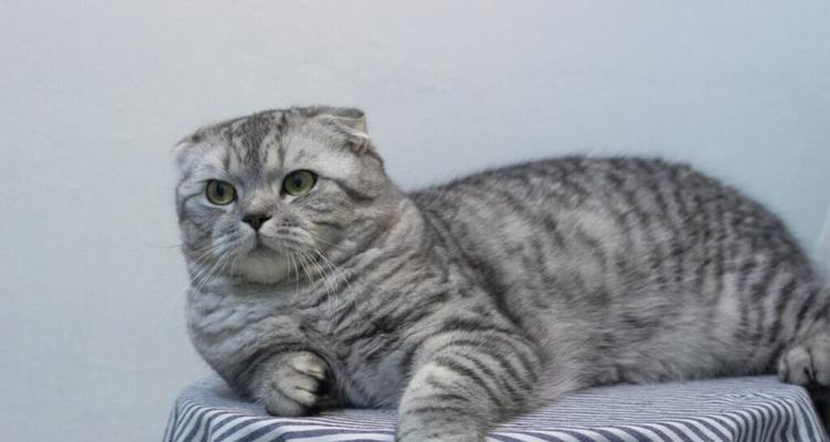折耳猫的可养性探究（解读折耳猫是否适合养作宠物以及相关健康问题）