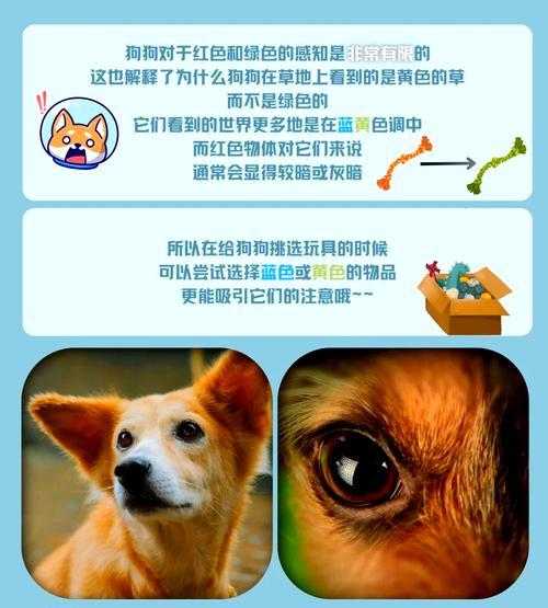 如何帮助胆小紧张的狗狗变得更自信（8个招数让你的狗狗克服恐惧和紧张情绪）