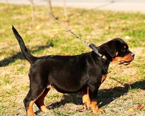 罗威纳犬的疫苗接种频率（了解罗威纳犬的疫苗接种时间和必要性）