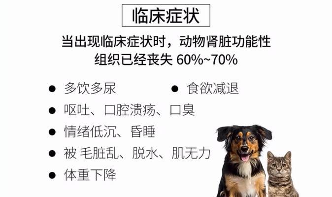 宠物犬肾衰末期（肾衰末期预后时间及关键因素）