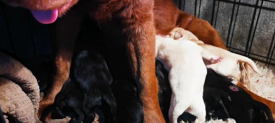 刚生产的母犬如何照顾？（解决奶水不足的方法）
