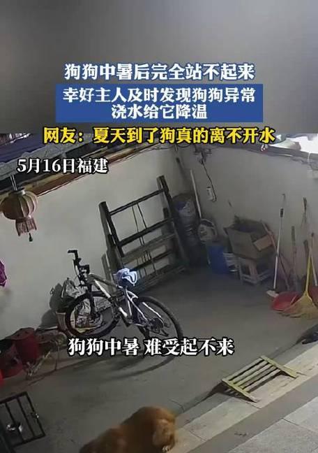 狗中暑了能活多久吗？（热浪袭来，宠物狗的生命在危险中悬挂）