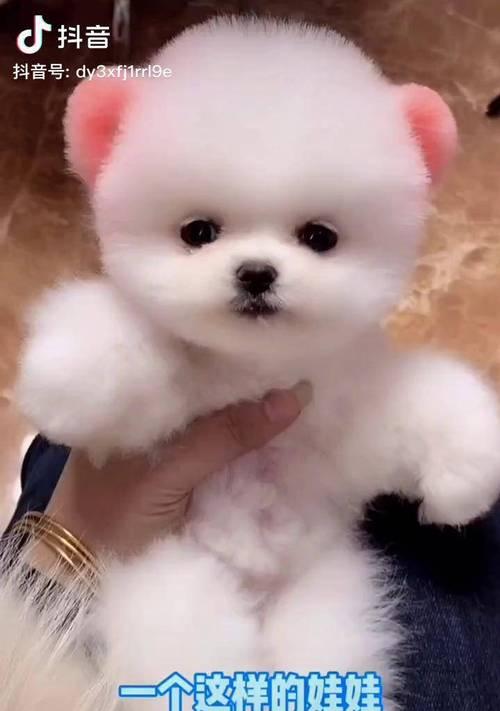 茶杯犬（以用体弱多病的茶杯犬，生活在何种境况下？）