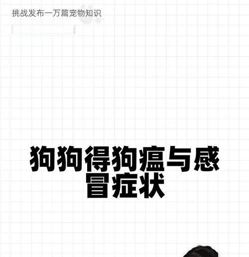 小狗感冒的预防与治疗要点（小狗感冒的三大注意事项及关键防控措施）