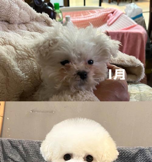 小狗爆脸的时间有多久？（探索小狗成长中的脸型变化与时间关系）
