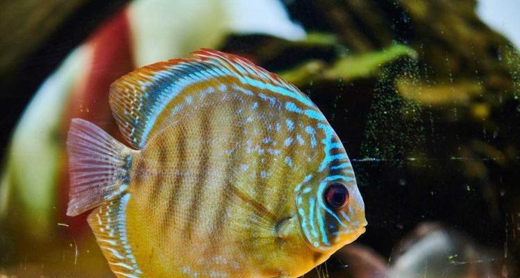七彩神仙鱼的养殖与挑选技巧（打造绚丽鱼缸，欣赏华美生物）